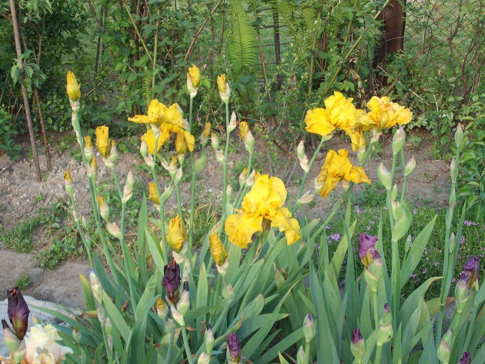 Photo of Tall Bearded Iris (Iris 'Słońce Jaźwinu') uploaded by pasla3
