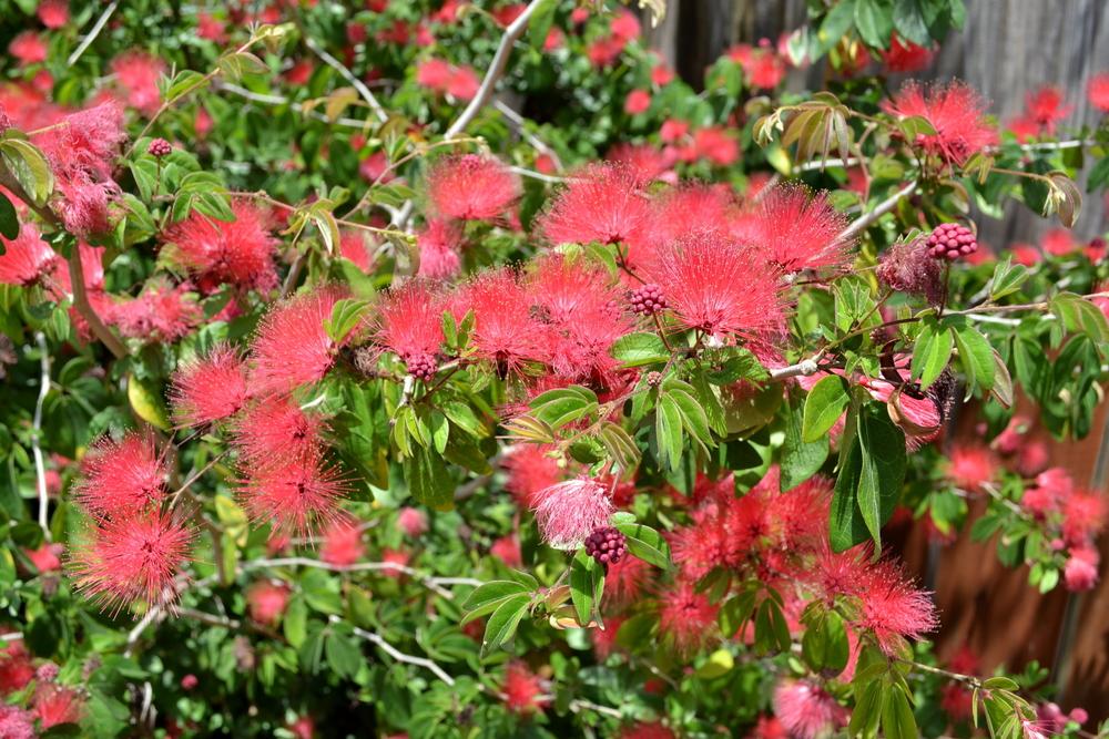 Photo of Red Powderpuff (Calliandra haematocephala 'Nana') uploaded by sunkissed
