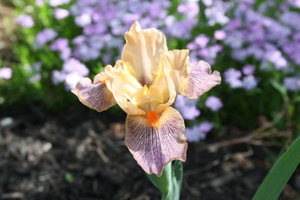 Photo of Standard Dwarf Bearded Iris (Iris 'Extraterrestrial') uploaded by touchofsky