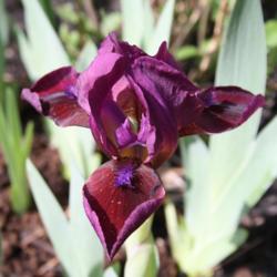 Location: My Garden, Ontario, Canada
Date: 2016-05-28
Standard Dwarf Bearded Iris 'Candy Apple' has been a reliable per