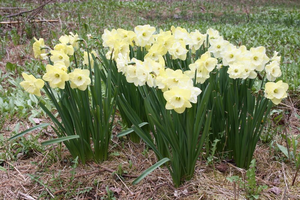 Photo of Large-cupped Daffodil (Narcissus 'Saint Patrick's Day') uploaded by touchofsky