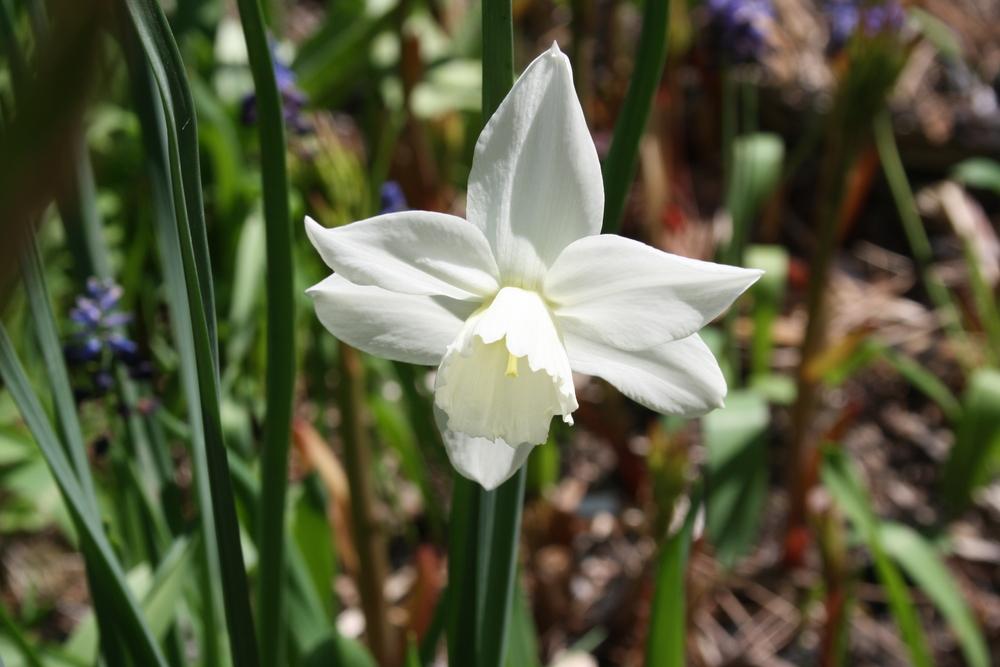 Photo of Triandrus Daffodil (Narcissus 'Tresamble') uploaded by touchofsky