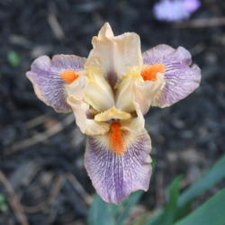 Location: My Garden, Ontario, Canada
Date: 2016-05-27
Amazing colour combination on Standard Dwarf Bearded Iris 'Extrat