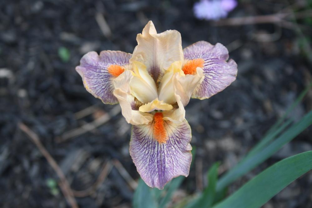 Photo of Standard Dwarf Bearded Iris (Iris 'Extraterrestrial') uploaded by touchofsky