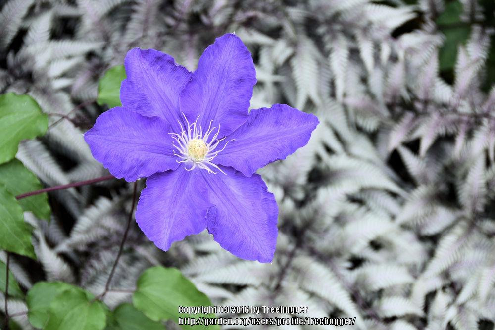 Photo of Clematis 'Lasurstern' uploaded by treehugger