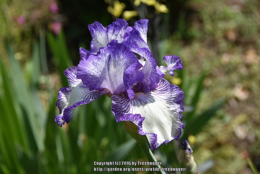 Photo of Tall Bearded Iris (Iris 'Autumn Circus') uploaded by treehugger