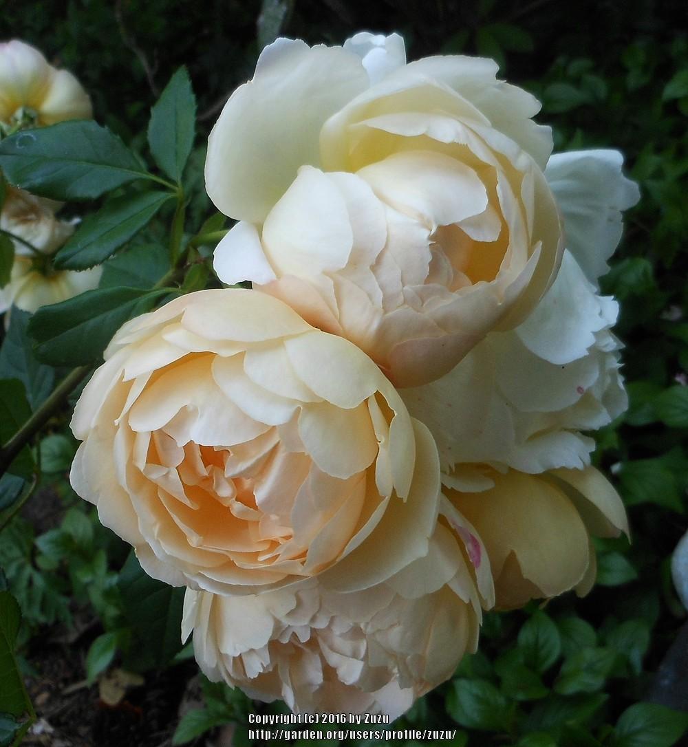 Photo of Rose (Rosa 'Wollerton Old Hall') uploaded by zuzu