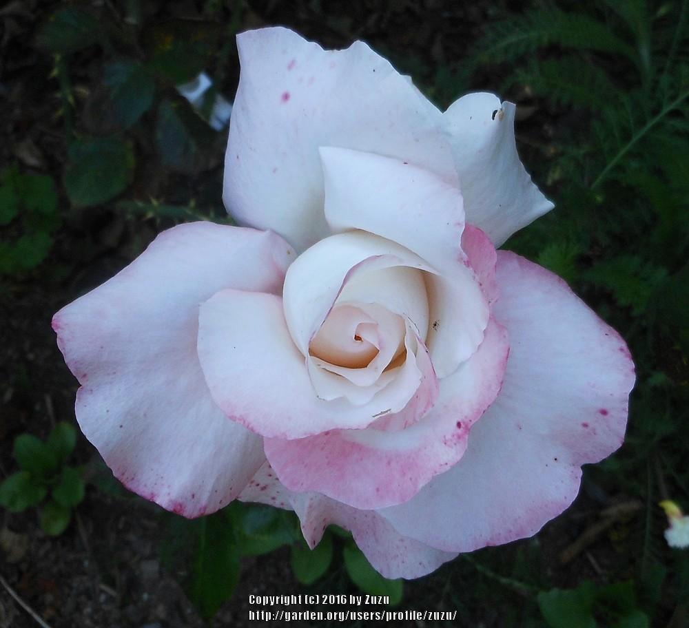 Photo of Rose (Rosa 'Crescendo') uploaded by zuzu
