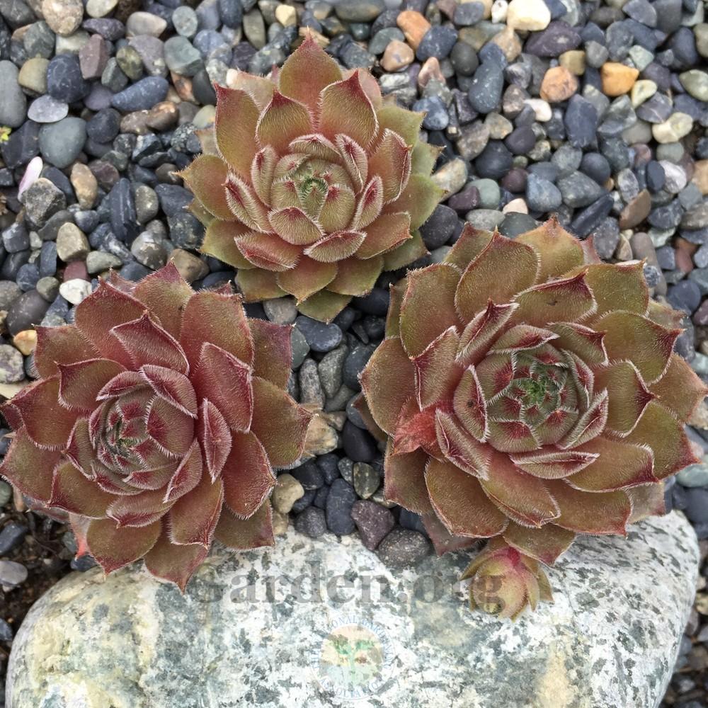 Photo of Hen and Chicks (Sempervivum 'Grey Dawn') uploaded by Patty