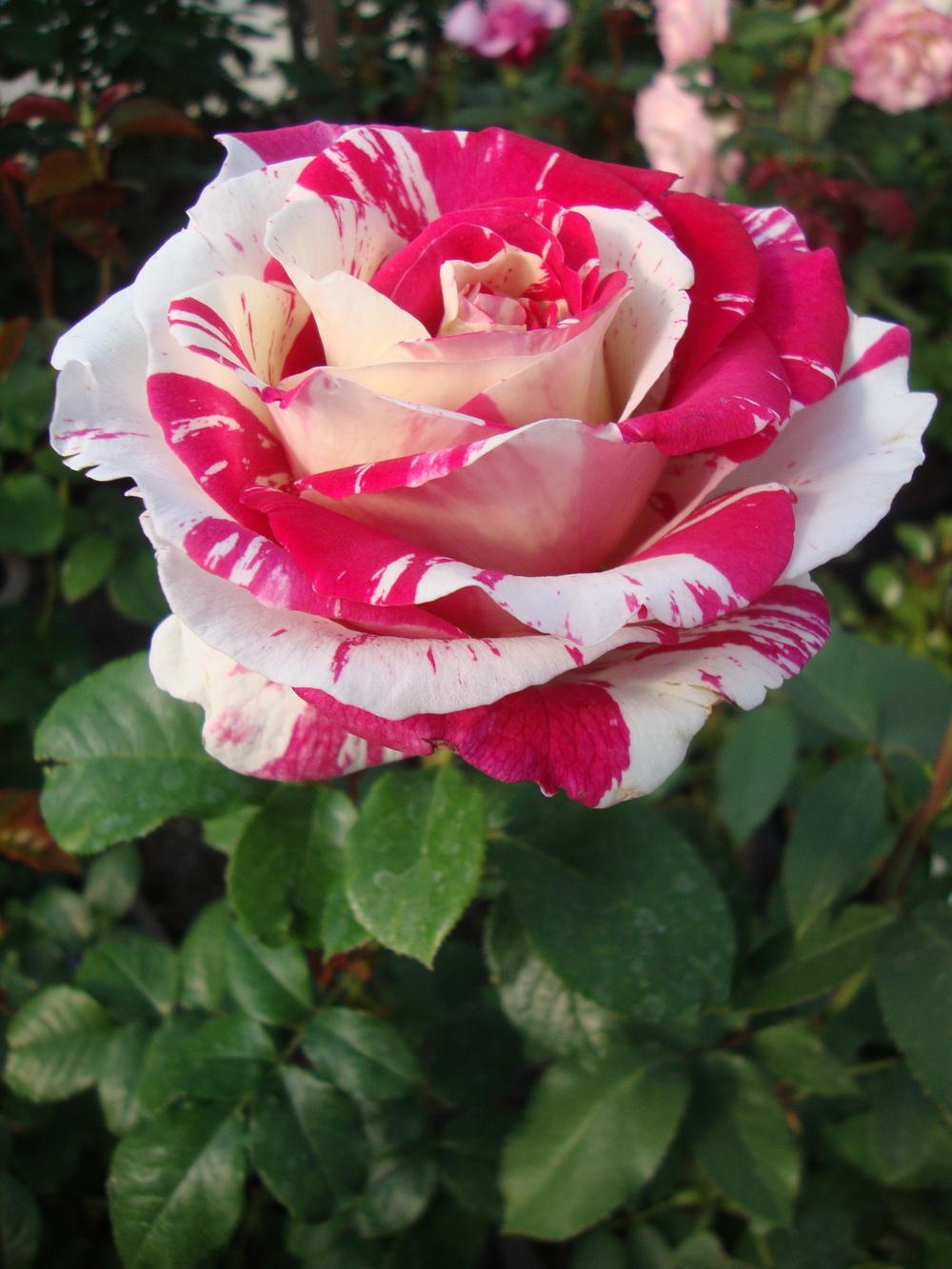 Photo of Rose (Rosa 'Neil Diamond') uploaded by Paul2032
