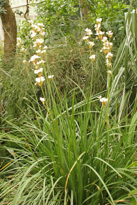Photo of New Zealand Iris (Libertia grandiflora) uploaded by RuuddeBlock
