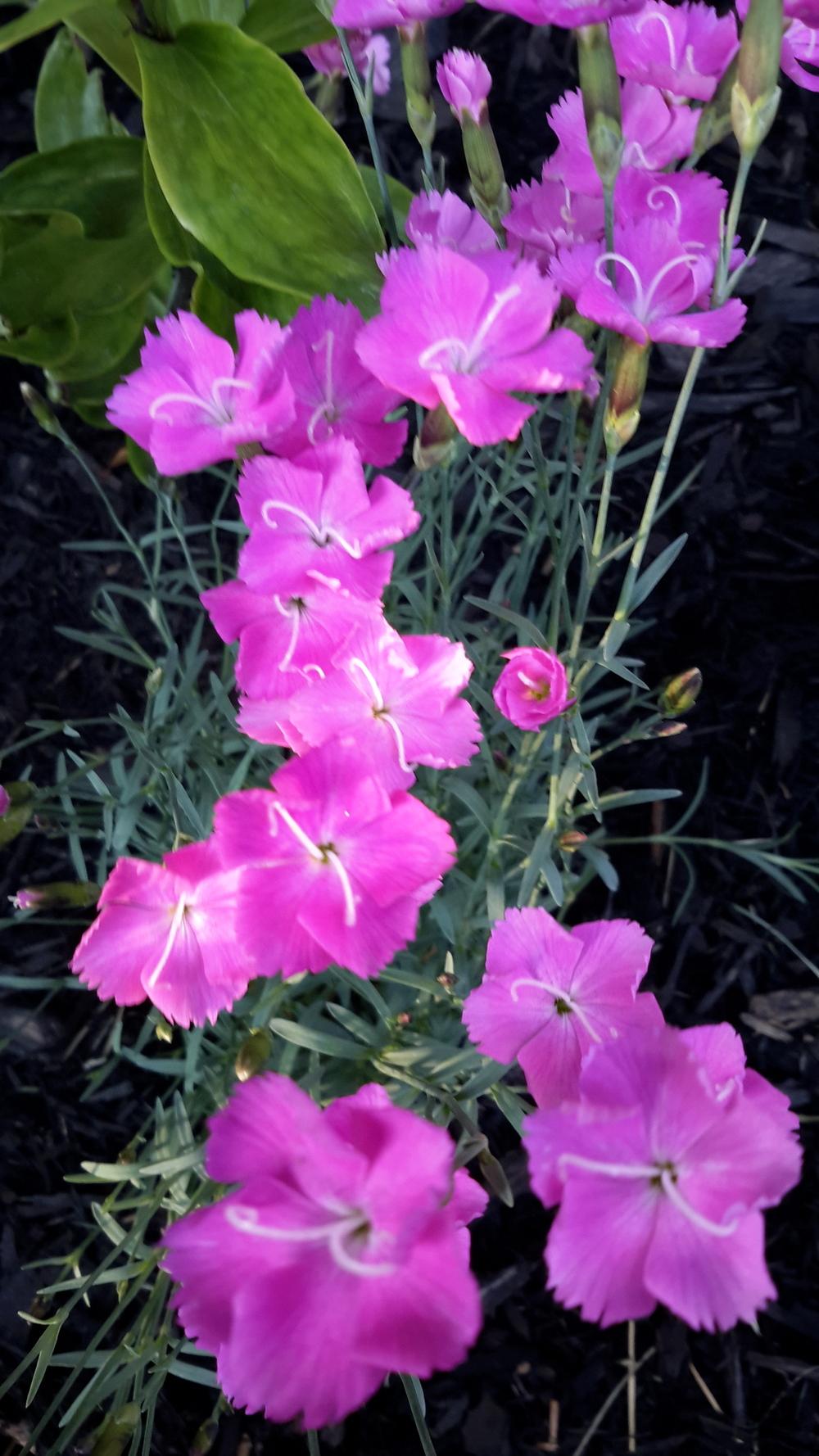 Photo of Cheddar Pink (Dianthus gratianopolitanus 'Bath's Pink') uploaded by Sminnie