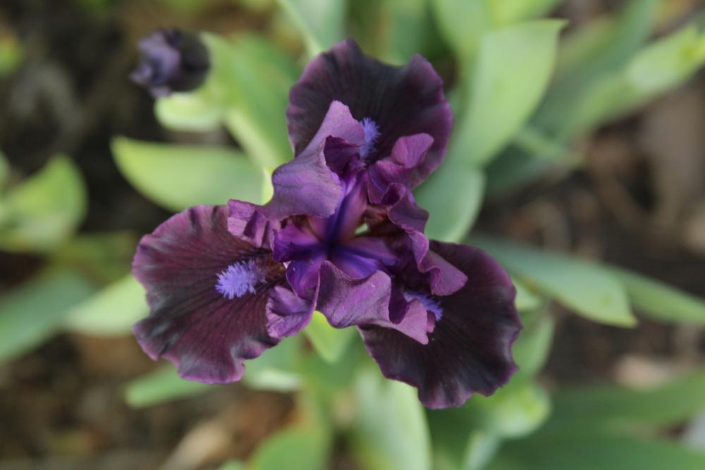 Photo of Standard Dwarf Bearded Iris (Iris 'Black Lightning') uploaded by bratwithcat