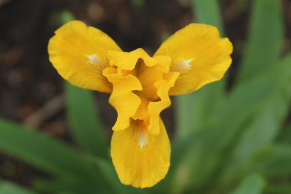 Photo of Standard Dwarf Bearded Iris (Iris 'Cache of Gold') uploaded by bratwithcat