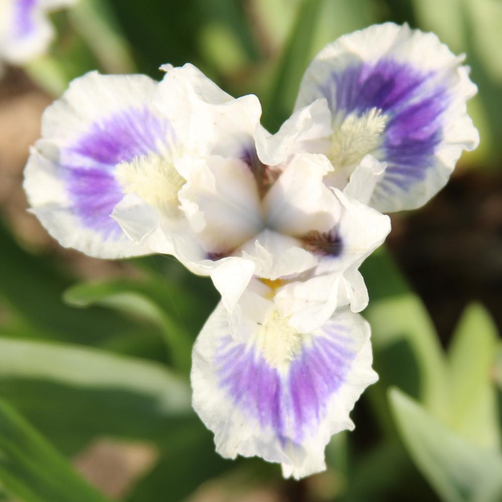 Photo of Standard Dwarf Bearded Iris (Iris 'Ajax the Less') uploaded by bratwithcat