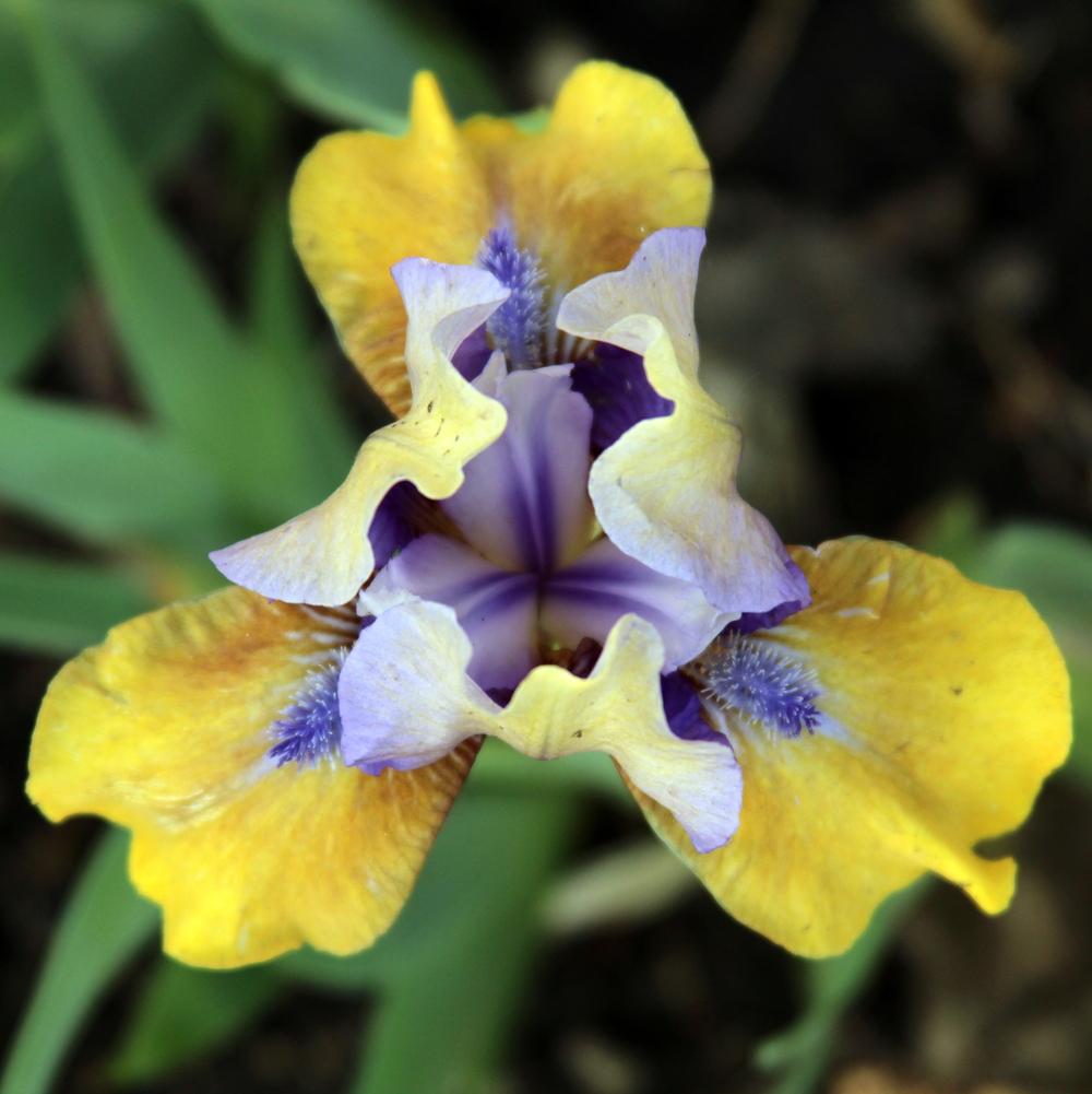 Photo of Standard Dwarf Bearded Iris (Iris 'Blue Hat Boy') uploaded by bratwithcat