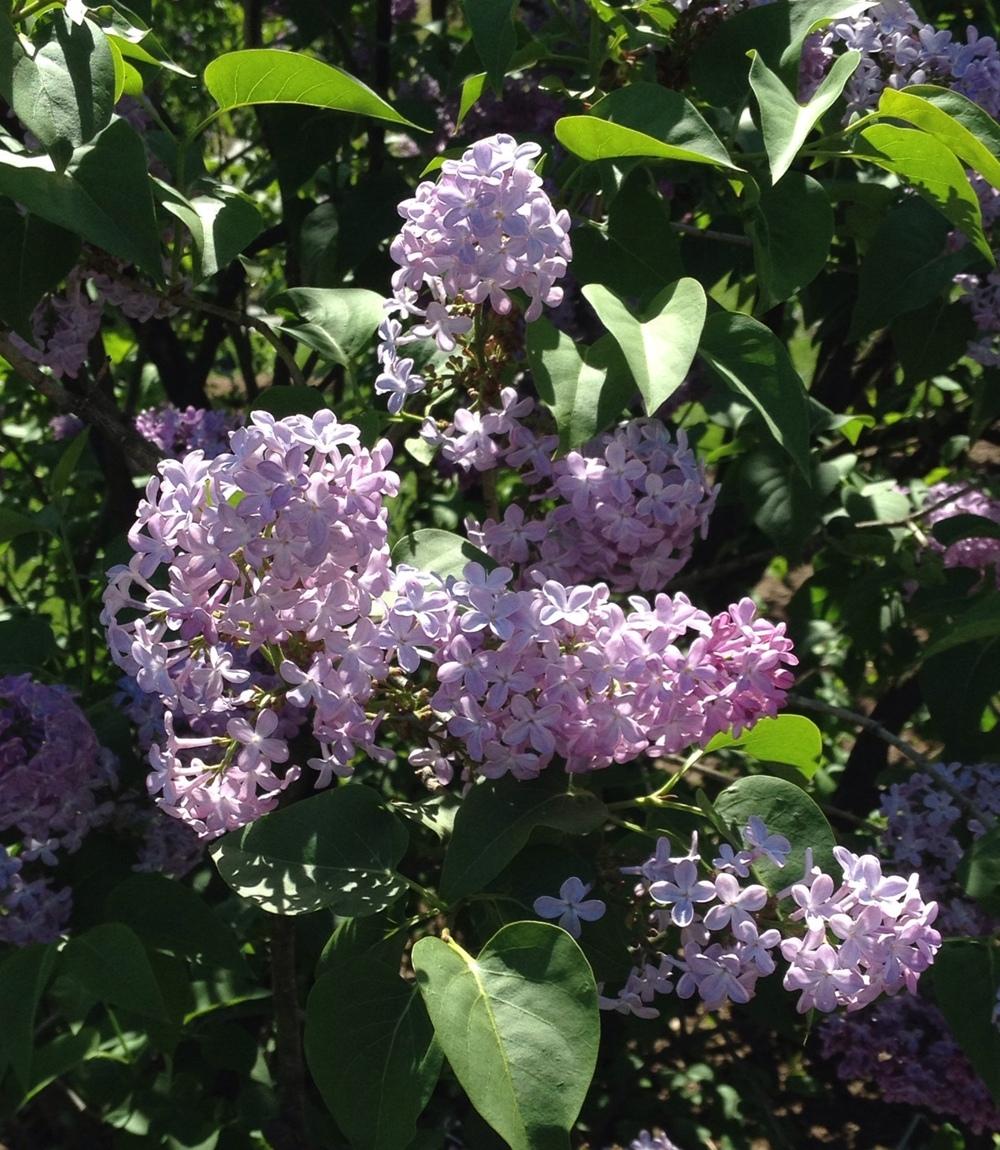 Photo of Common Lilac (Syringa vulgaris 'Firmament') uploaded by bxncbx
