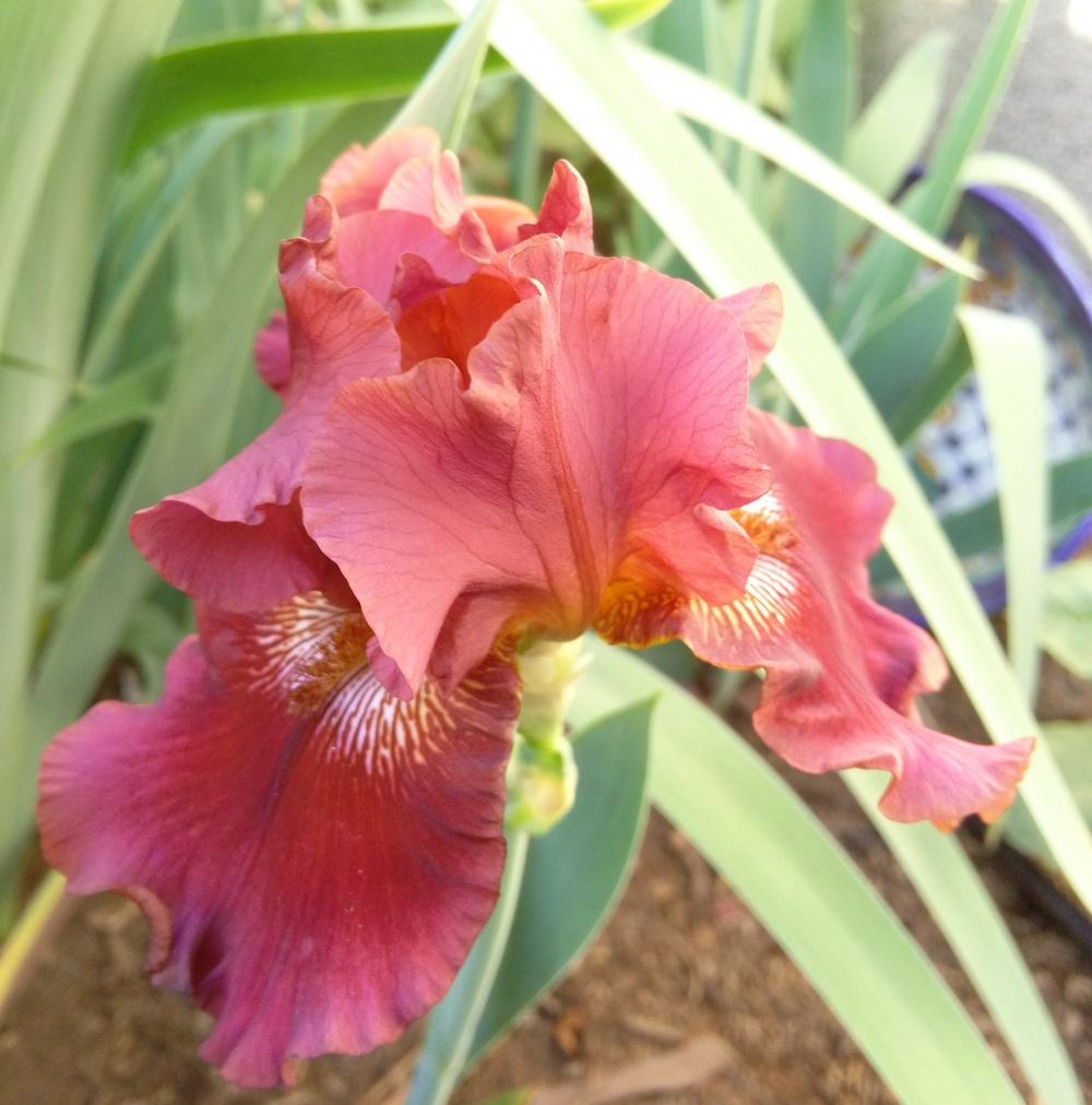 Photo of Tall Bearded Iris (Iris 'Play with Fire') uploaded by cocoajuno