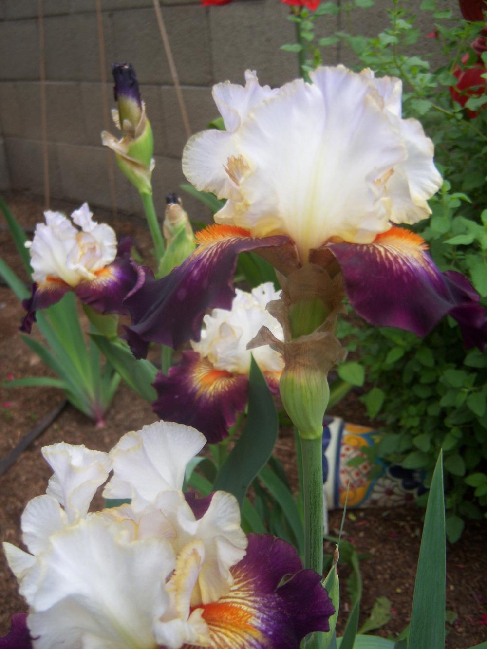 Photo of Tall Bearded Iris (Iris 'Connection') uploaded by cocoajuno
