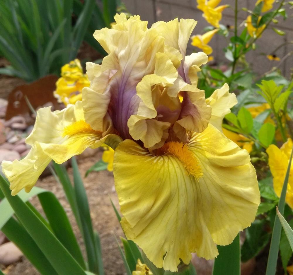 Photo of Tall Bearded Iris (Iris 'Secret Rites') uploaded by cocoajuno