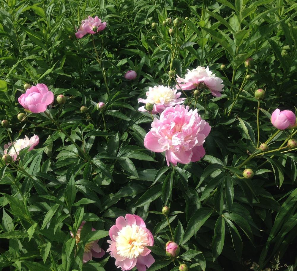 Photo of Peony (Paeonia lactiflora 'Bowl of Beauty') uploaded by csandt