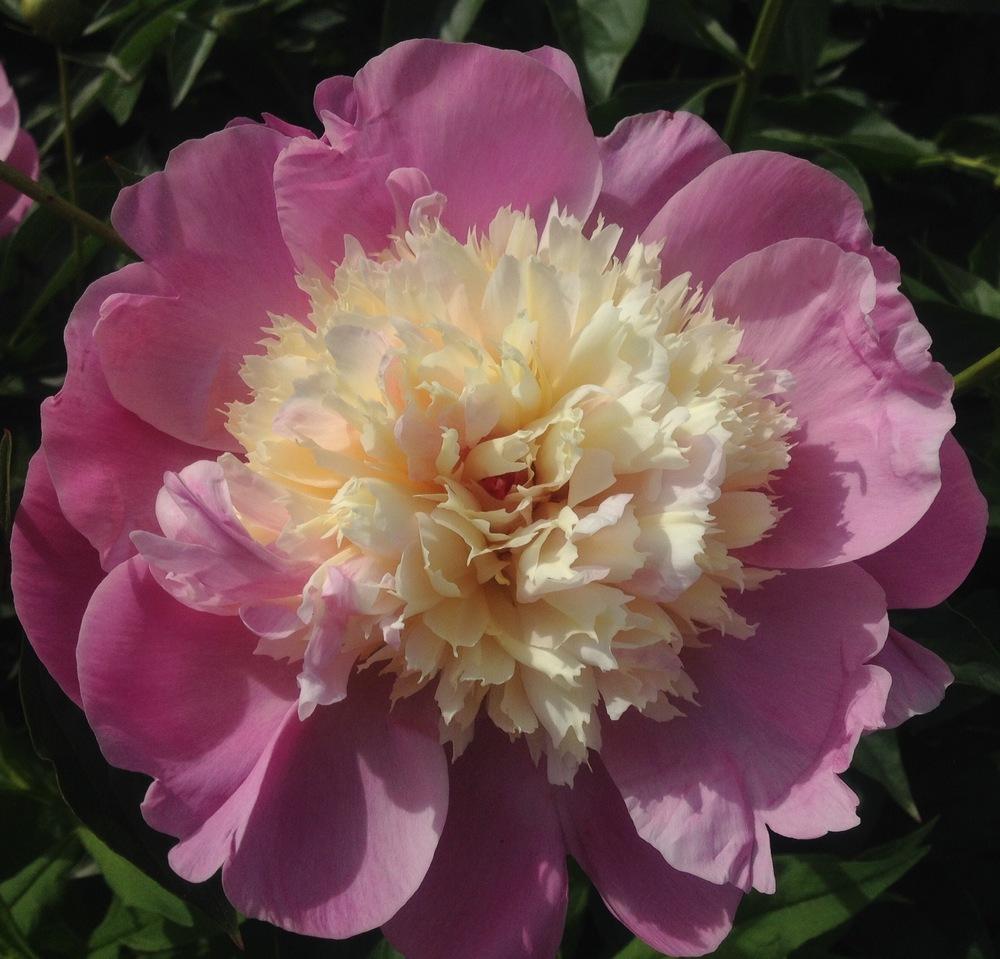 Photo of Peony (Paeonia lactiflora 'Bowl of Beauty') uploaded by csandt
