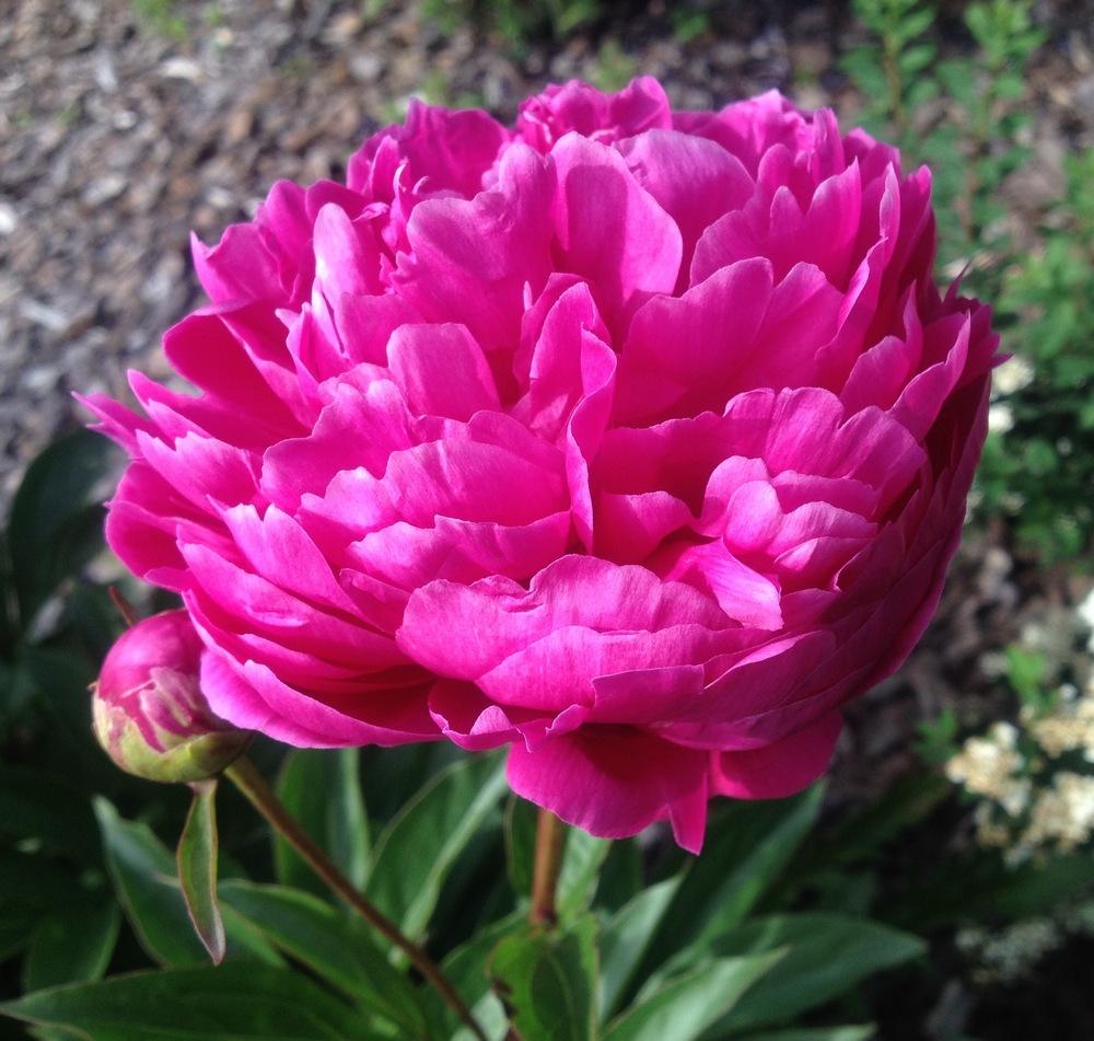 Photo of Peony (Paeonia lactiflora 'Karl Rosenfield') uploaded by csandt