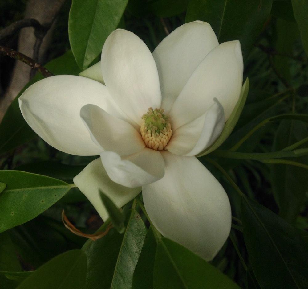 Photo of Sweet Bay Magnolia (Magnolia virginiana) uploaded by csandt
