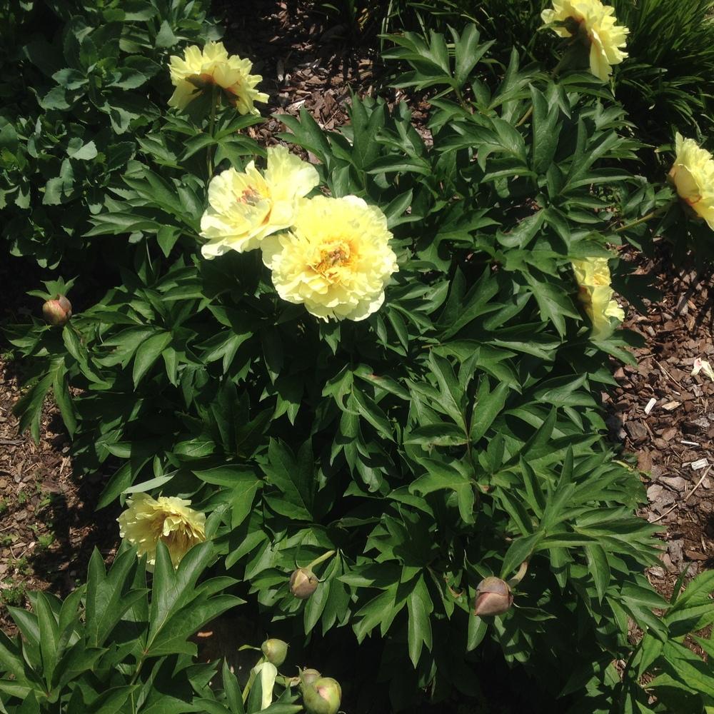 Photo of Intersectional Peony (Paeonia 'Bartzella') uploaded by csandt