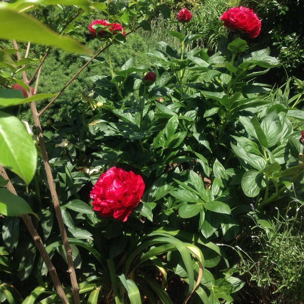 Photo of Garden Peony (Paeonia 'Henry Bockstoce') uploaded by csandt