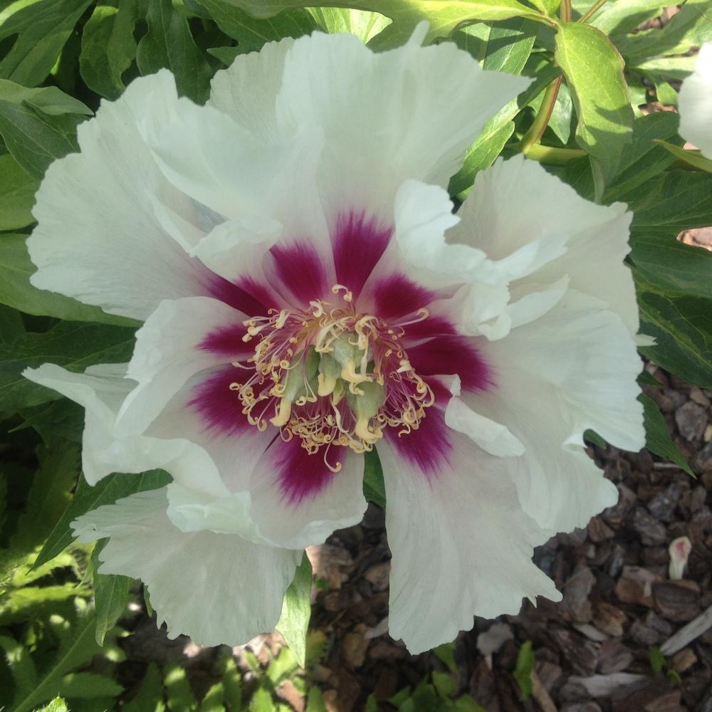 Photo of Itoh Peony (Paeonia 'Cora Louise') uploaded by csandt
