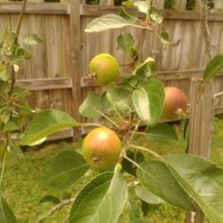 Location: Maple hill, NC
Date: May 2016
Ripening Pixie Crunch Apples