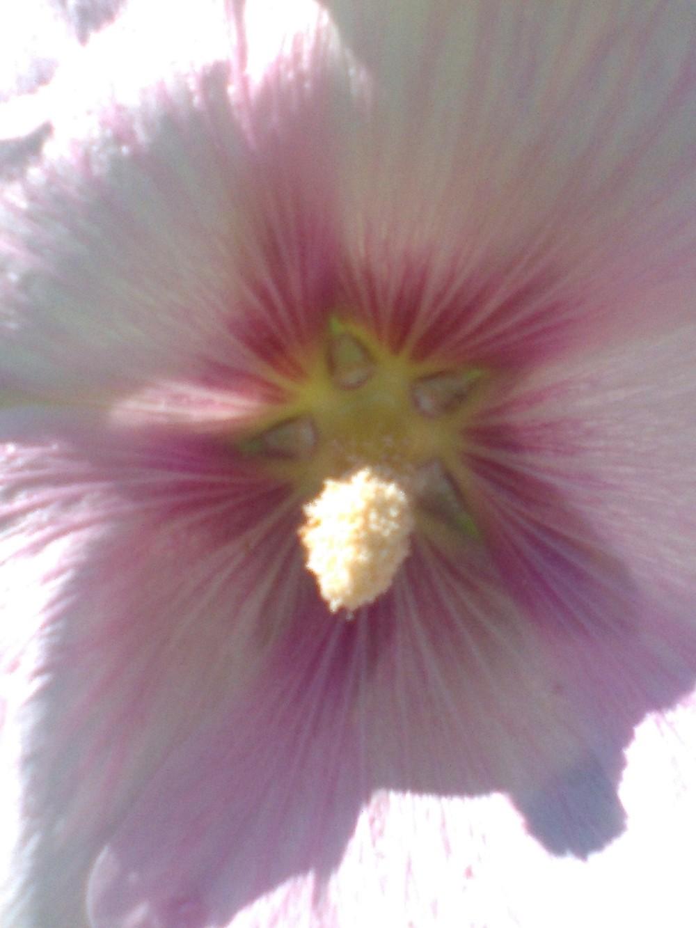 Photo of Hollyhock (Alcea rosea) uploaded by dayliliesandart