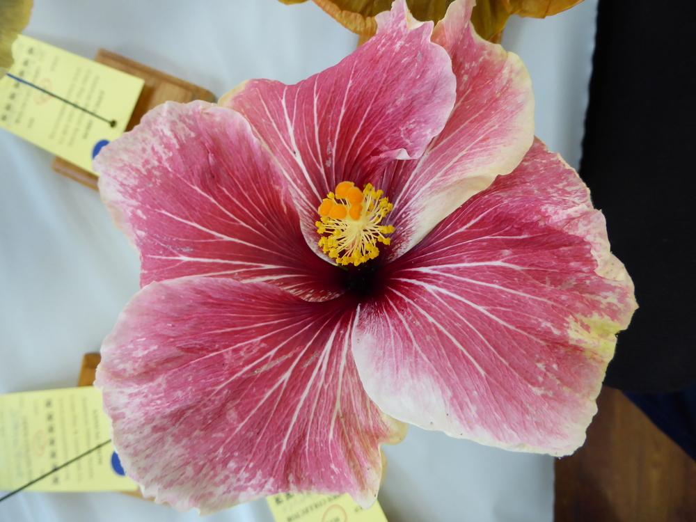 Photo of Tropical Hibiscus (Hibiscus rosa-sinensis 'White Flash') uploaded by mellielong