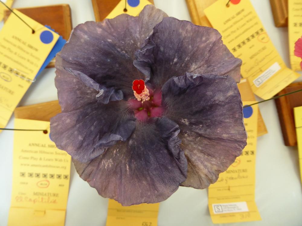 Photo of Tropical Hibiscus (Hibiscus rosa-sinensis 'Moorea Moana Storm') uploaded by mellielong