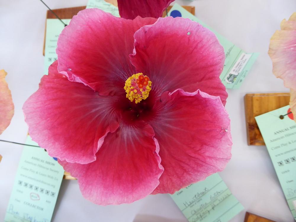 Photo of Tropical Hibiscus (Hibiscus rosa-sinensis 'Heartbeat') uploaded by mellielong
