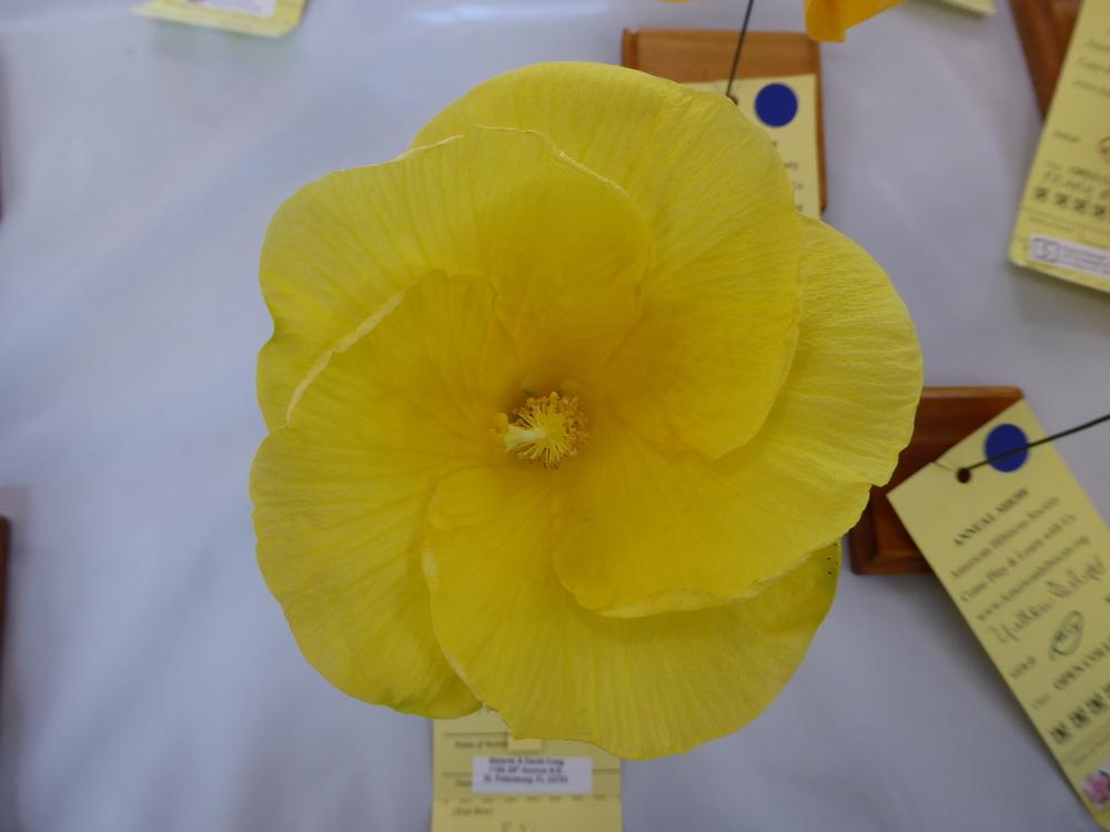 Photo of Tropical Hibiscus (Hibiscus rosa-sinensis 'Saffron Sun') uploaded by mellielong
