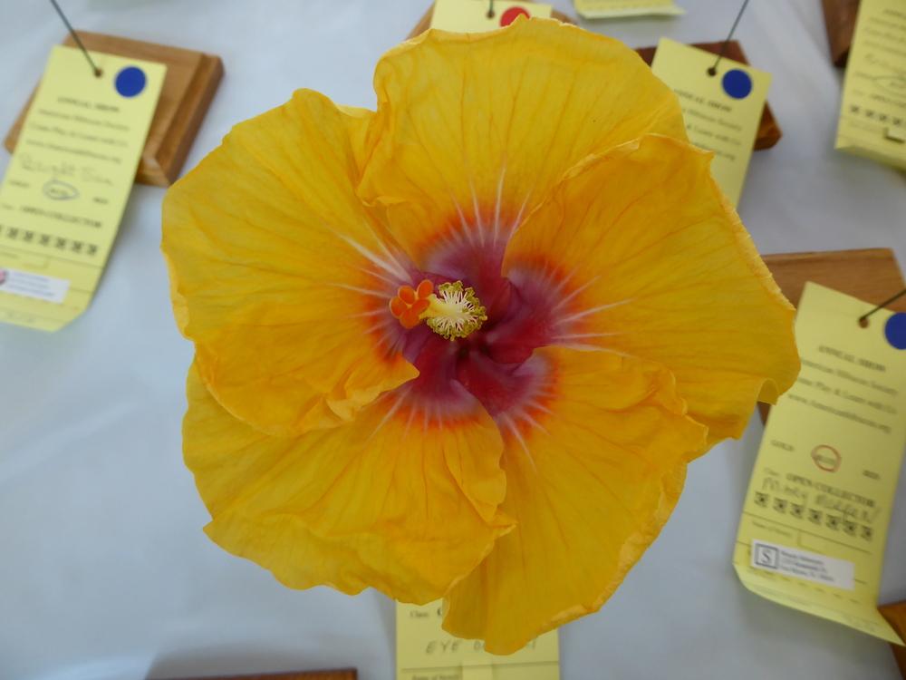 Photo of Tropical Hibiscus (Hibiscus rosa-sinensis 'Eye of Kali') uploaded by mellielong