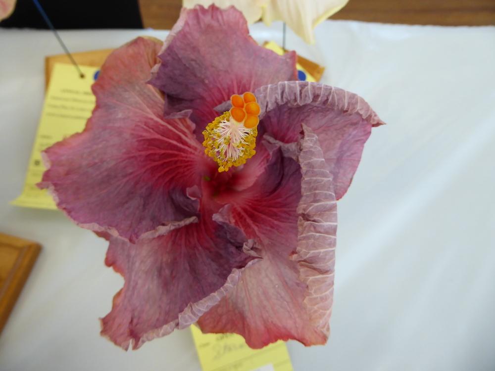 Photo of Tropical Hibiscus (Hibiscus rosa-sinensis 'Storm Front') uploaded by mellielong