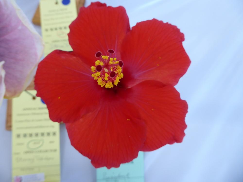 Photo of Tropical Hibiscus (Hibiscus rosa-sinensis 'President') uploaded by mellielong