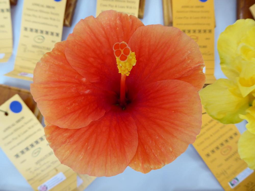Photo of Tropical Hibiscus (Hibiscus rosa-sinensis 'Florida Sunset') uploaded by mellielong