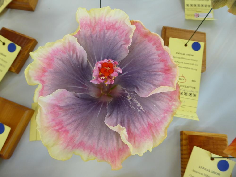 Photo of Tropical Hibiscus (Hibiscus rosa-sinensis 'Moorea Boondah Boo') uploaded by mellielong