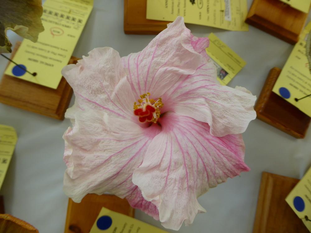 Photo of Hibiscus (Hibiscus rosa-sinensis 'Kennadie Jade') uploaded by mellielong