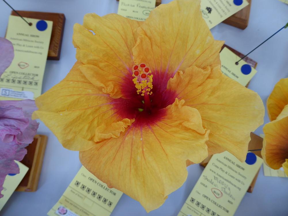 Photo of Tropical Hibiscus (Hibiscus rosa-sinensis 'Orange Slice') uploaded by mellielong
