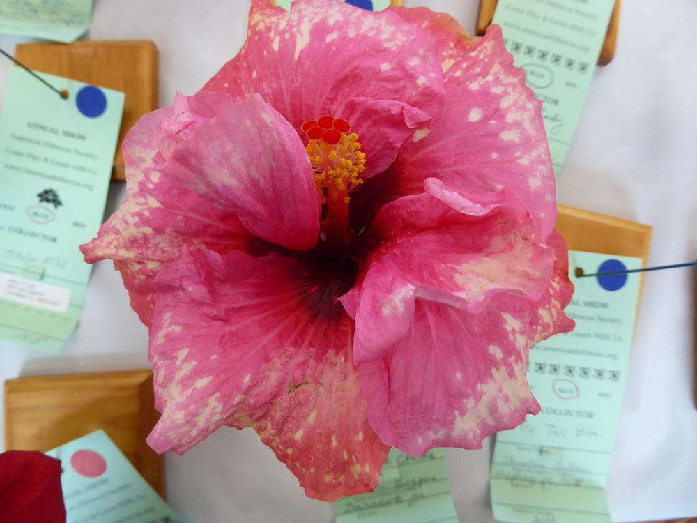 Photo of Tropical Hibiscus (Hibiscus rosa-sinensis 'Sweet Cheeks') uploaded by mellielong