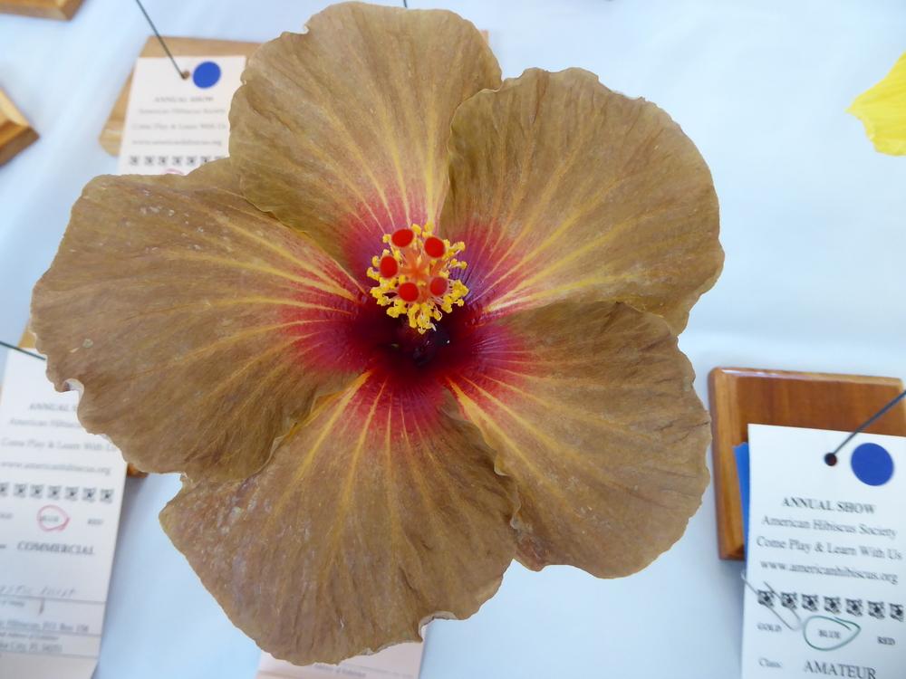 Photo of Tropical Hibiscus (Hibiscus rosa-sinensis 'Tahitian Brown Embers') uploaded by mellielong