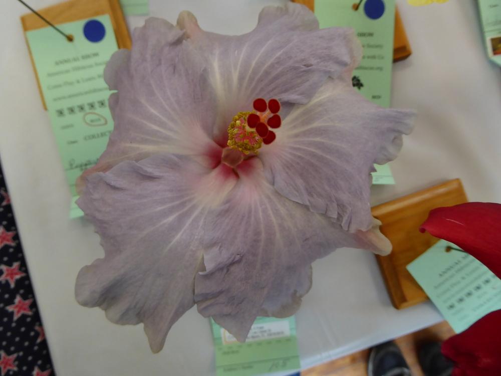 Photo of Tropical Hibiscus (Hibiscus rosa-sinensis 'Cajun Grey Lady') uploaded by mellielong