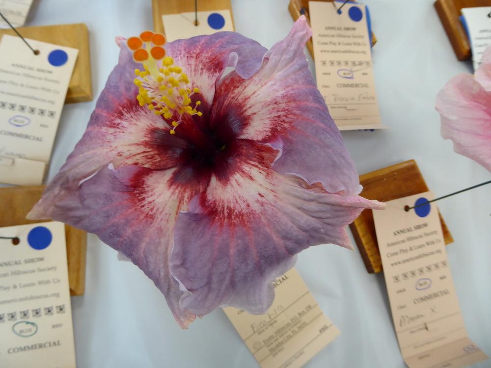 Photo of Tropical Hibiscus (Hibiscus rosa-sinensis 'Fire and Ice') uploaded by mellielong