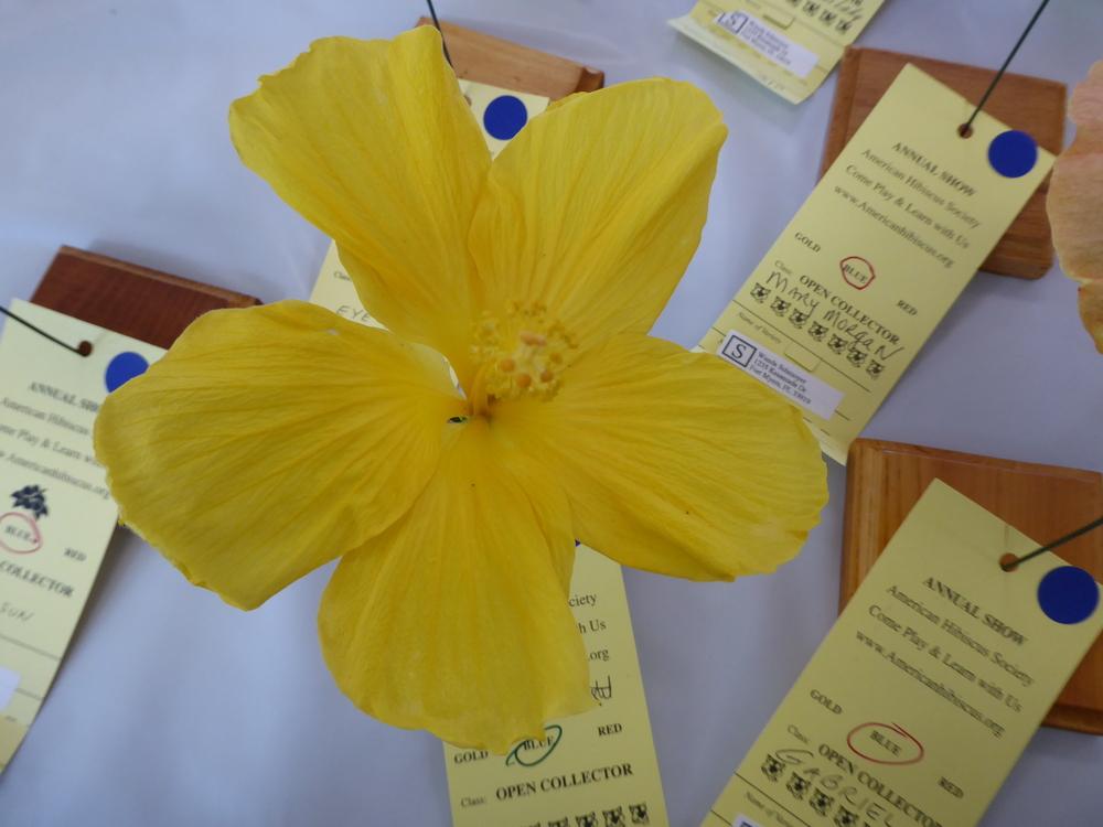 Photo of Tropical Hibiscus (Hibiscus rosa-sinensis 'Yellow Delight') uploaded by mellielong