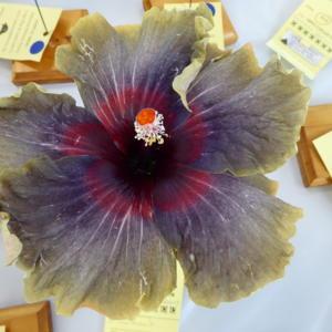 Sunset Chapter, American Hibiscus Society show and sale